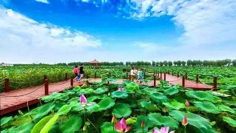 粮食种植深加工：揭秘项目优劣关键因素