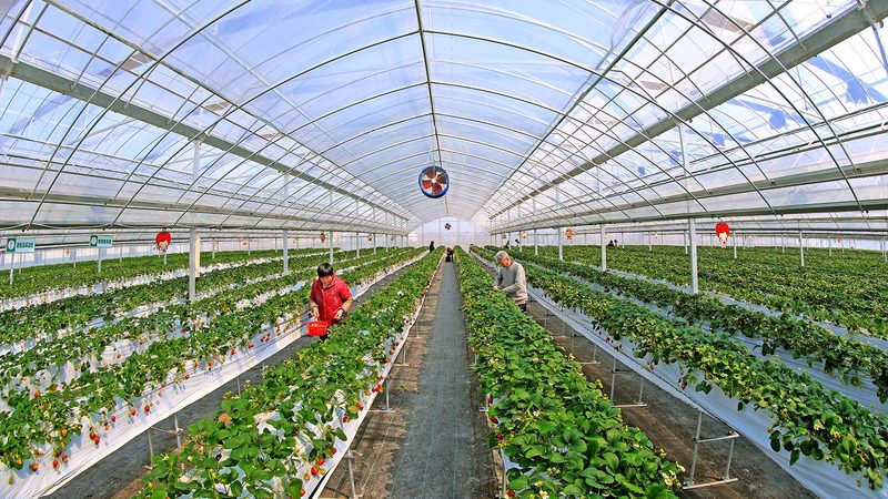 粮食种植合作社：分类与特点解析