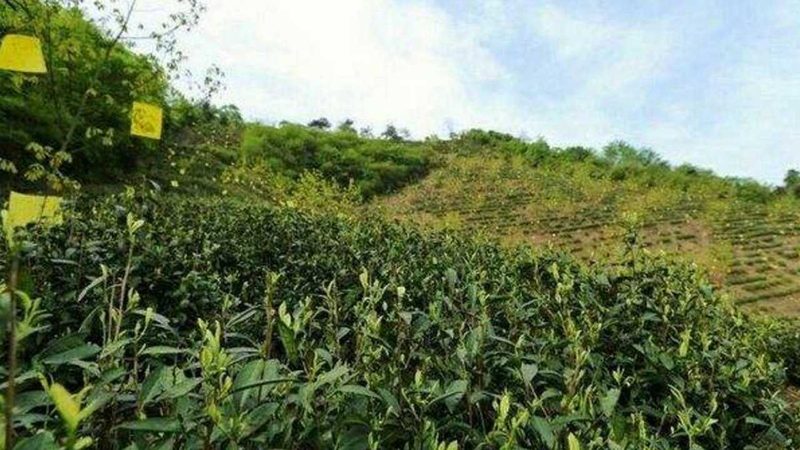 绿色食品分类揭秘：了解常见规格与标准