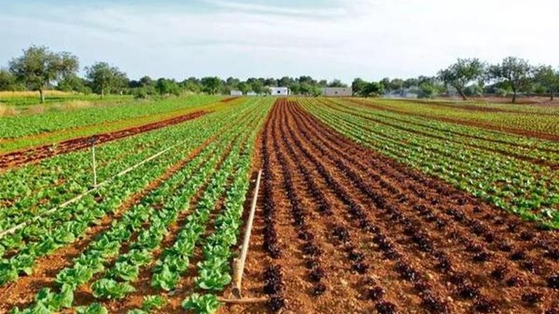 农业种植技术标准教程网站：构建高效种植新平台**