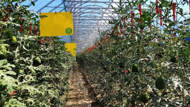 智能温室设施农业到底有哪几种主流类型
