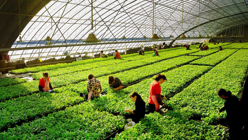 无人机打药与人工打药：成本差异背后的考量
