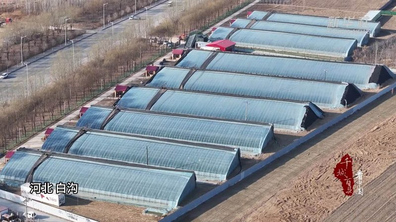 正规农资批发报价单：如何准确解读与选用**