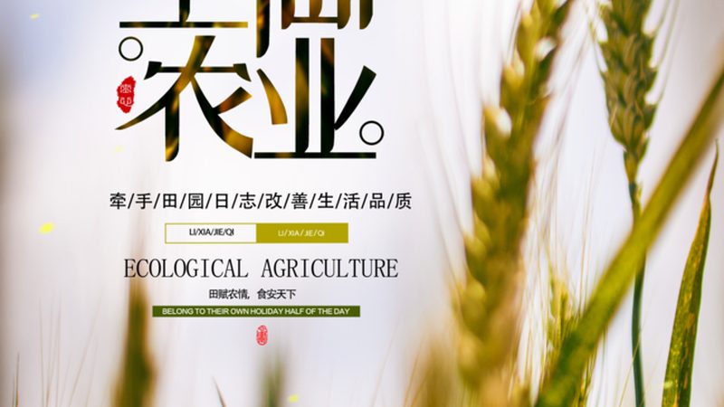金桔盆栽，阳台上的甜蜜守护**